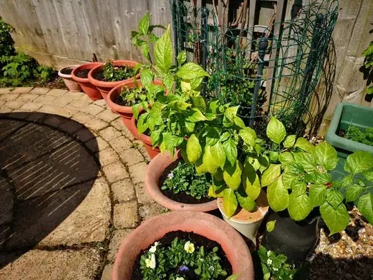big plant