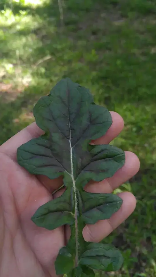 Image of a leaf