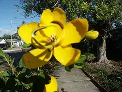 yellow flower