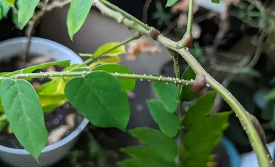 White bumps on carambola stem
