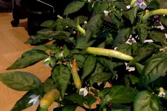 pepper body
