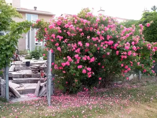 Explorer Rose