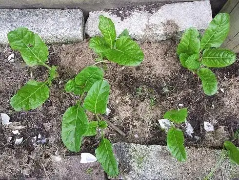 Asian green