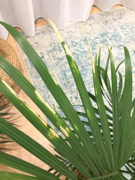 dried spots on majestic palm