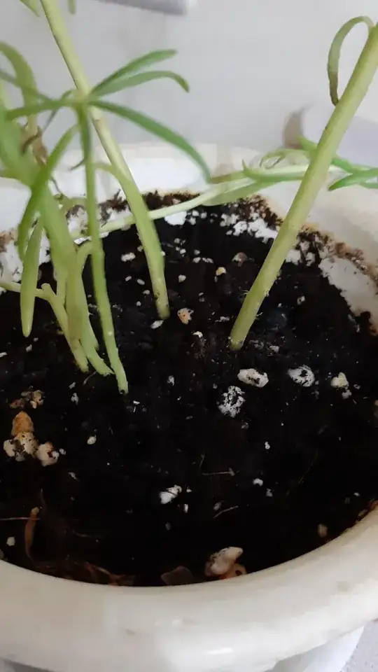soil