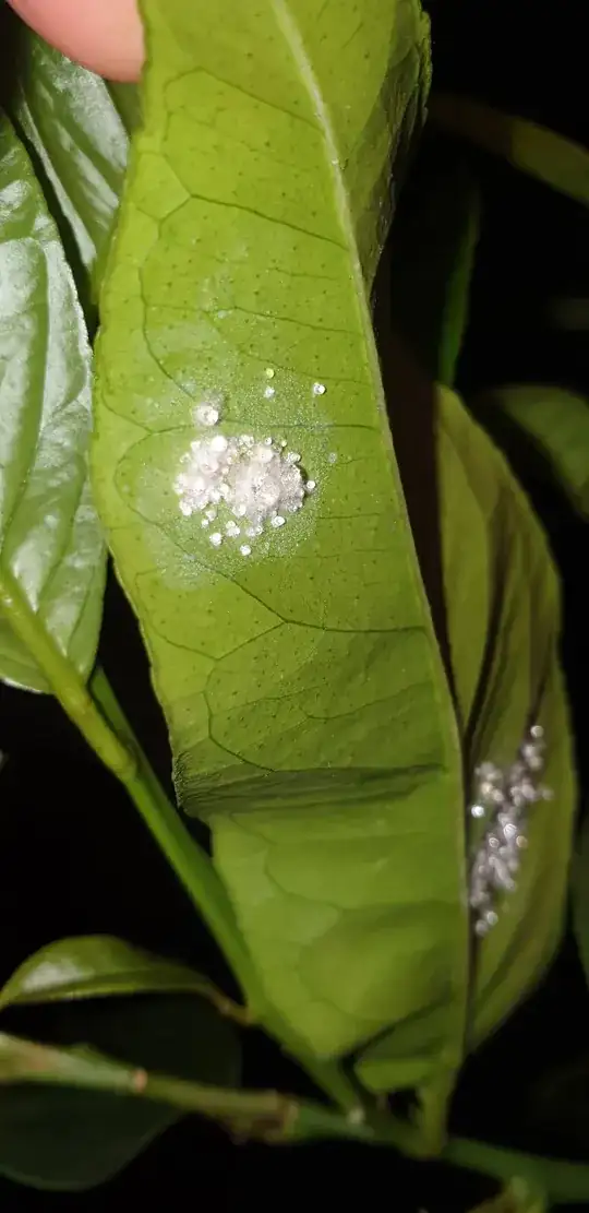 sad lemon tree leaf