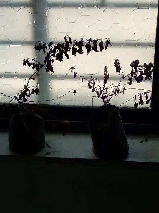Plant ONE