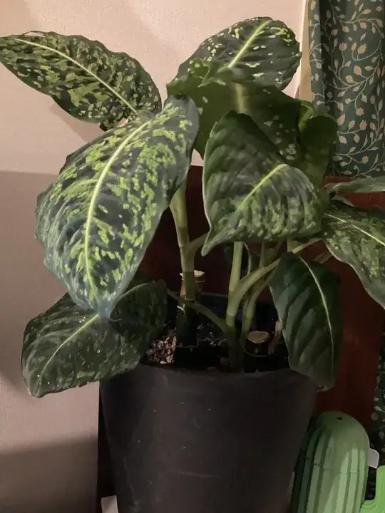 Photograph of dieffenbachia in Japan