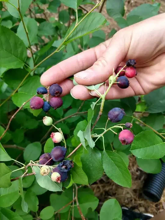 Ripening Berries