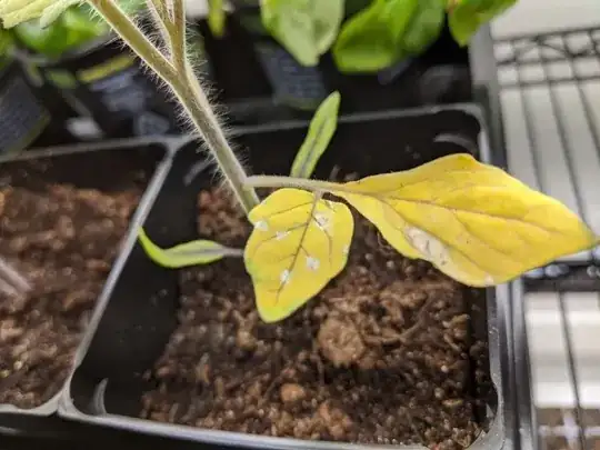 Tomato Plant with White Spots