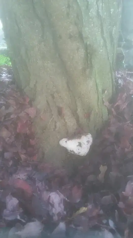 This white mass has started growing at the base of this tree, we are curious what it might be? any thoughts appreciated. Were thinking it is some kind of fungus, but would love to know more. I am also not sure what type of tree this is. 