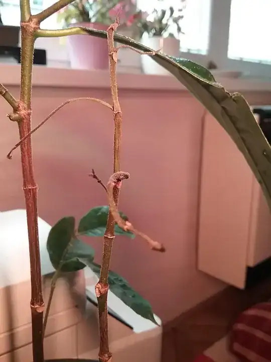 dried out branches