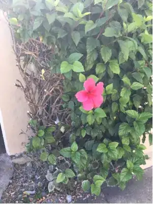 flower of bush 