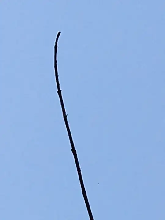 maple1