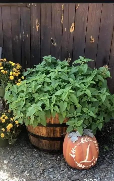 One of my catnip plants in a barrel