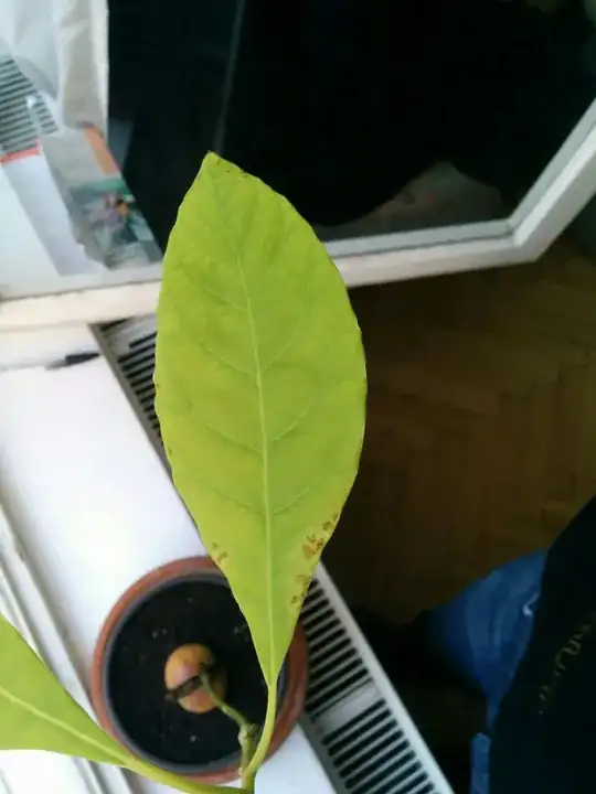 Brown spots starting to form at the base of the leaf