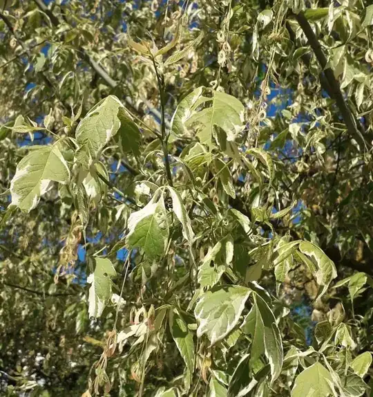 unhealthy leaves 2