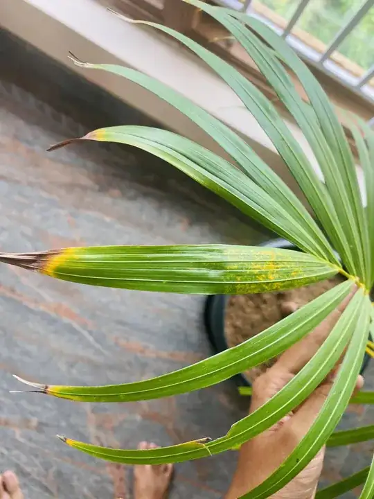 leaf corners 
