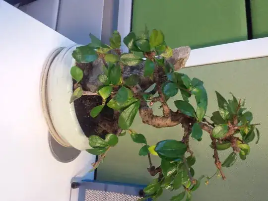 bonsai