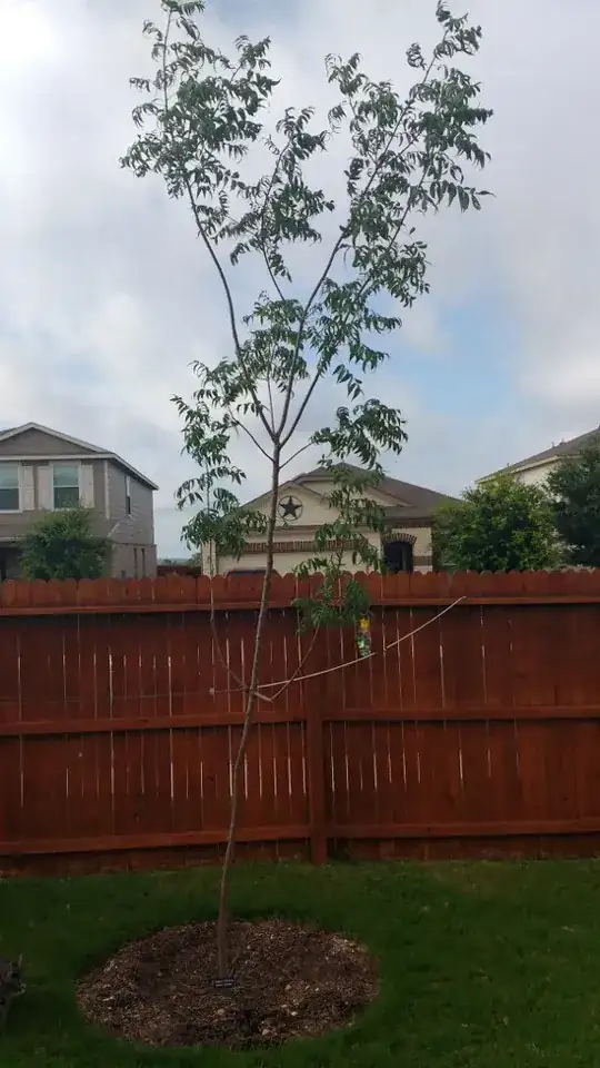 Full Tree