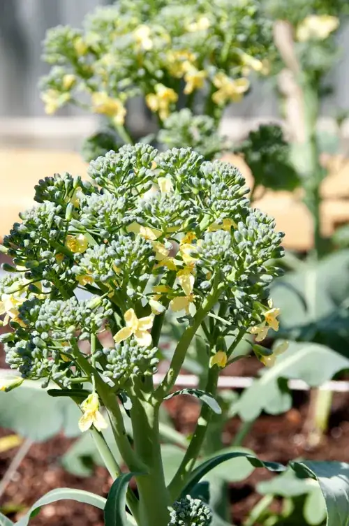 Bolted Broccoli