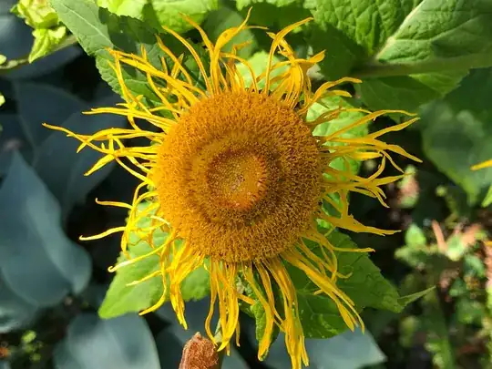 Close up of new growth 1