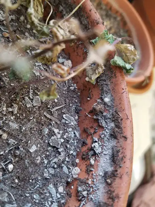 Peach_Trunk_Image3_Bark_Splitting