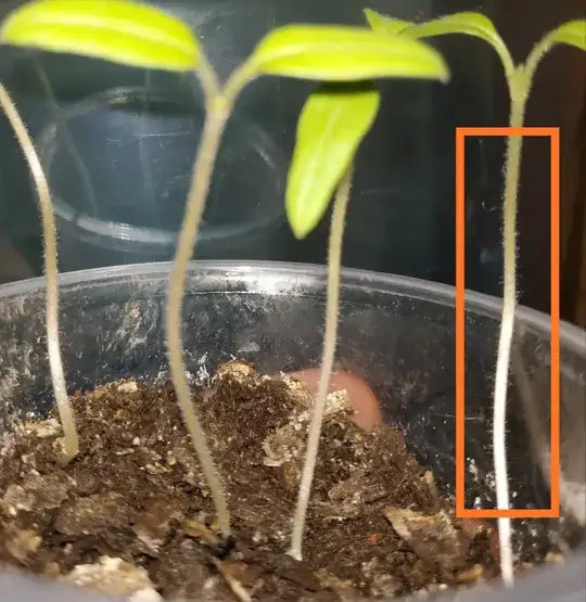 Young tomato plant stamp fuzz
