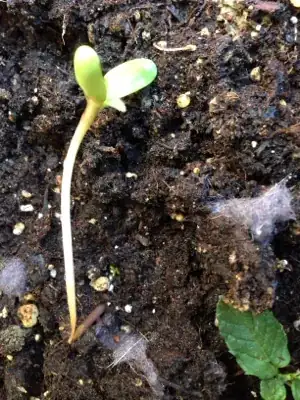 the whole plant