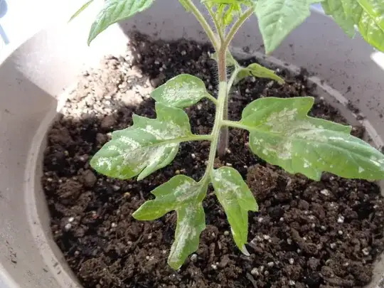 plant leaves