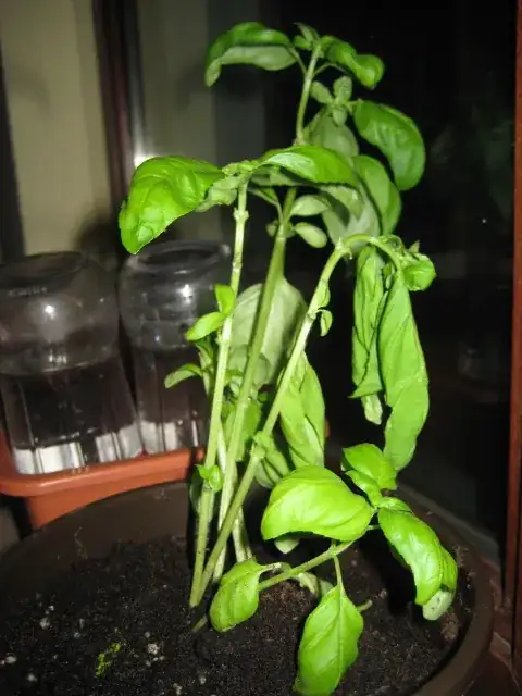 how to plant on slope