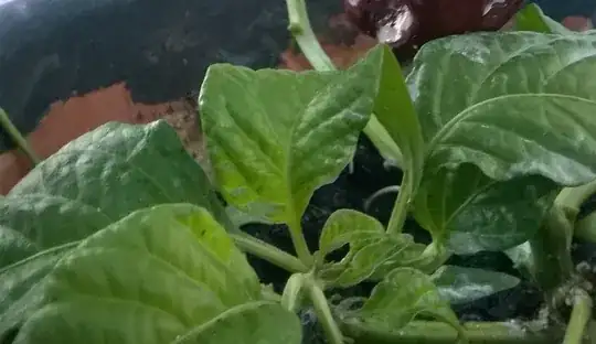 Green leaves