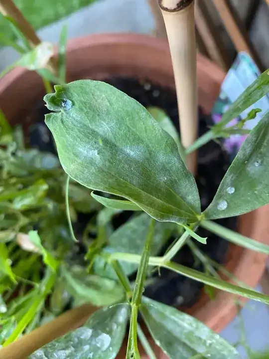 mid-level leaves