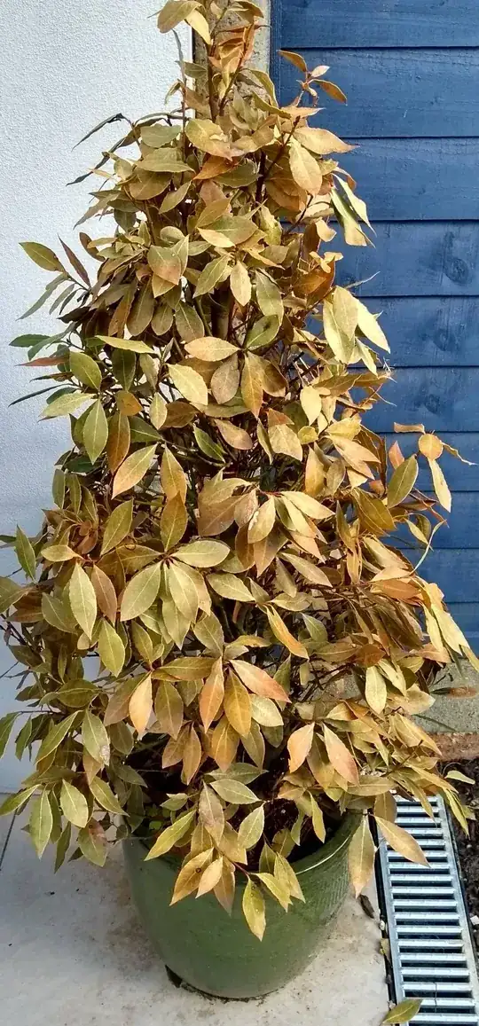 full plant