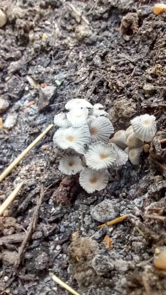 Fungi