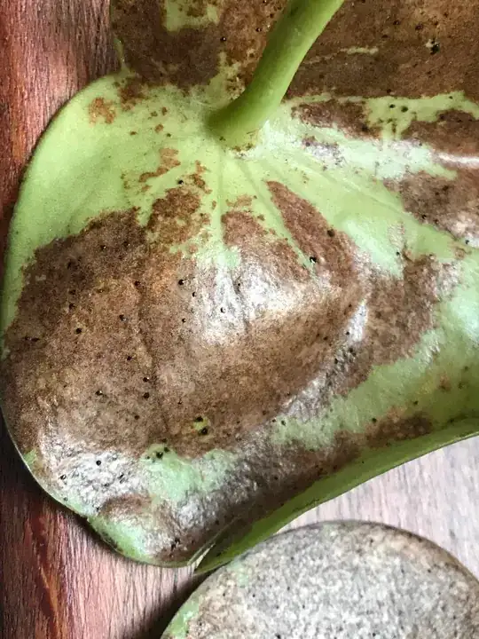 Leaf with significant brown discolouration