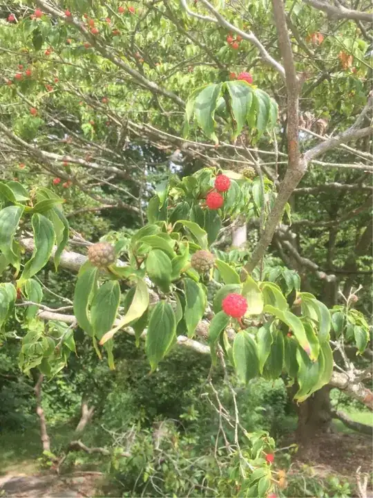 bunch of fruit