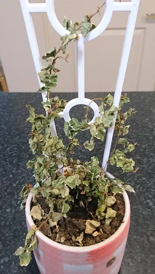 Photo of an ice caps creeping fig