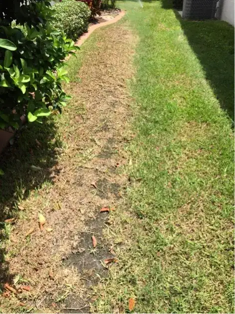 brown dead grass