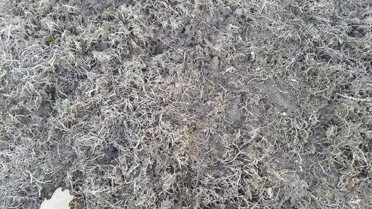 dead close up