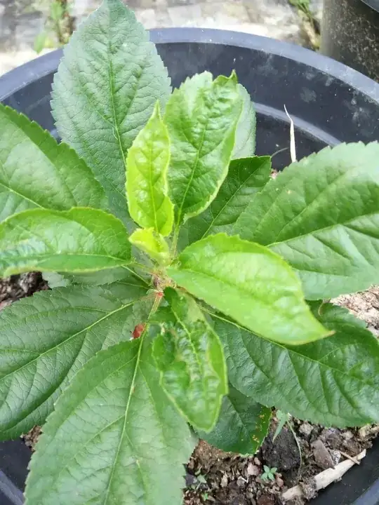 apple plant