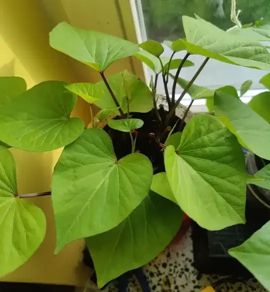 Sweet potato