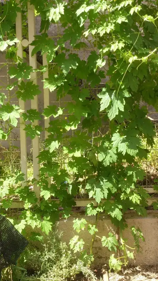 The climbing tree