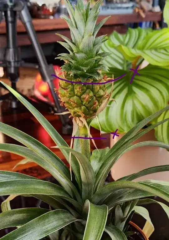 Pineapple Fruit with suggested cut marks