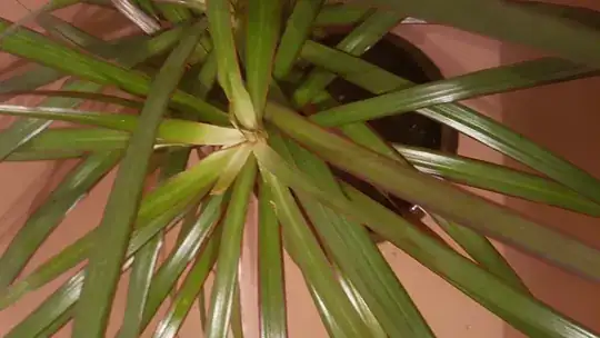 Dracena Marginata with white leaves