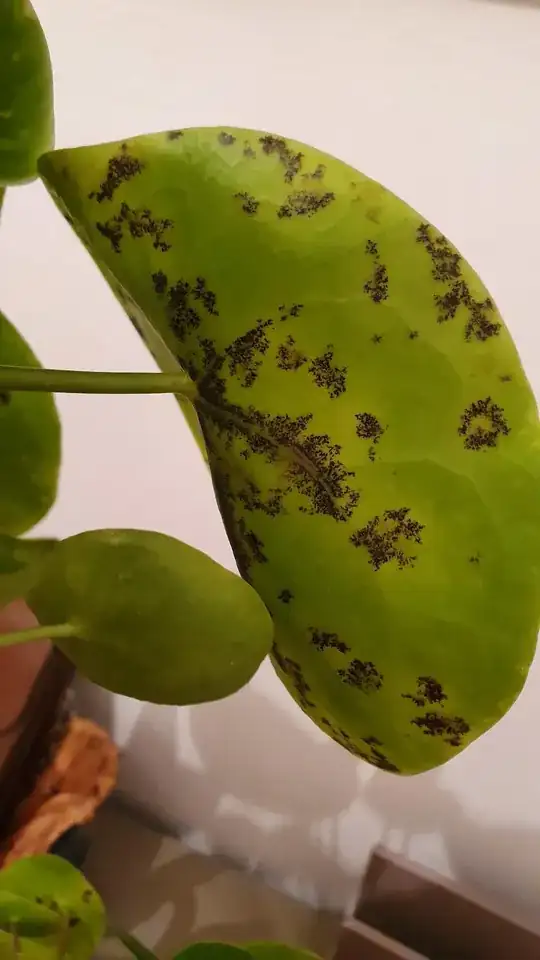 Picture of the black spots