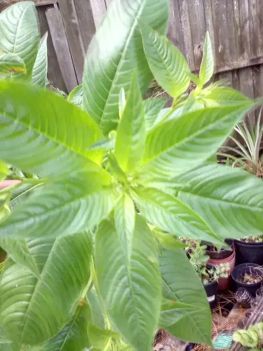 mysterious plant