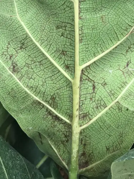 Underside of fiddle leaf fig tree leaf with brown marks 