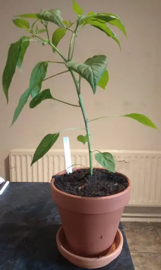 Cayenne full view