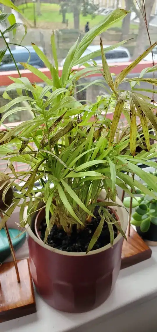 Houseplant